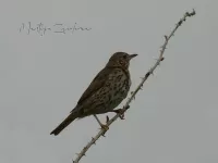Lijsters [Turdidae]